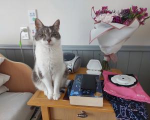 Heath the hospice cat patiently awaits the return of a patient to their room. PHOTO: SUPPLIED
