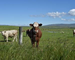 New Zealand beef production for the first three months of this calendar year hit around the 200...