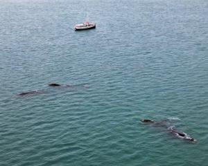 Harbour tourist boat Monarch lurks close to a pod of up to 7 Right whales which mooched around in...