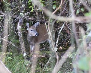 A wild white-tail deer shelters in Stewart Island bush. ZIP operations director Duncan Kay said...