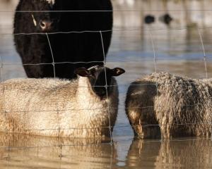 Animals in flooded paddocks in the Nelson Tasman region. Photo: RNZ