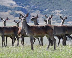 Farmgate prices are holding up better for venison than for most other forms of protein. PHOTO:...