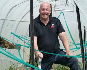 Former Clutha District mayor Bryan Cadogan, 66, looks over his seedlings in his poly-tunnel at...