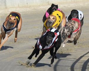 Photo by Stephen Jaquiery.