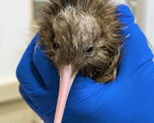 The first Haast tokoeka kiwi chick of the season, Cesi, hatched on Sunday at the West Coast...