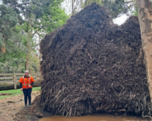 An uprooted tree in Invercargill. Photo: Invercargill City Council