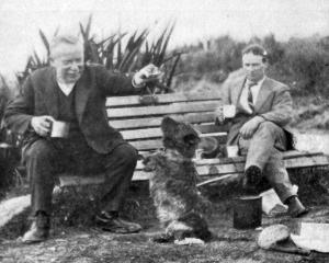 Scottie, a favourite dog on the hills around Dunedin. — Otago Witness, 2.6.1925