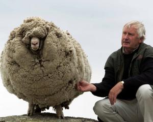 John Perriam famed for creating the Bendigo Station merino brand and immortalising Shrek the...