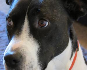 Guy Fawkes Day brings a risk of stress-induced injuries to pets. PHOTO: COURIER FILES