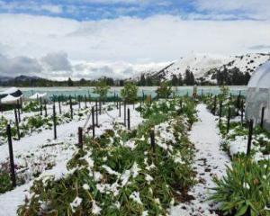 While Upper Clutha’s primary sector appears to have missed the worst of last week’s storm,...