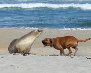 A dog is off its lead and barks at a seal on Smaills Beach in 2020. PHOTO: EVGENY RODYGIN