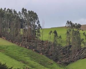 The winds that tore through the South on October 23 downed trees and power poles, leaving many...