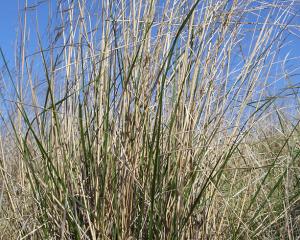 Chilean needle grass. Photo: Trevor James via ECan