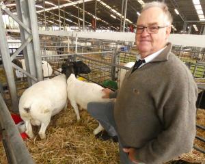 Adrian Veitch runs his 3000-ewe Kaya Dorper stud in Western Australia’s Narrogin and has another...