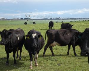 New Zealand’s international edge in dairying will need to be underpinned by sustainable practices...