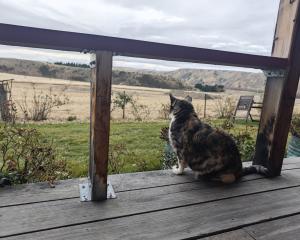 Fats on the veranda at Coombes Cottage. Photo: Dan Eady