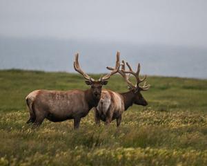 Tule elk are native to the marsh lands in California. PHOTO: GETTY IMAGES