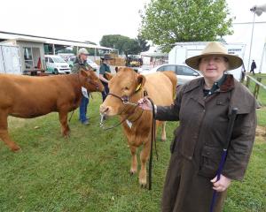 Southland’s Eden family are back exhibiting South Devon cattle at the Canterbury A&P Show....