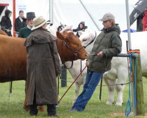 Jake Eden takes a breather before entering the show ring with the family's South Devons at the...