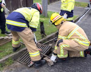 A small black cat shoots away into some nearby bushes after being freed by firefighters from a...