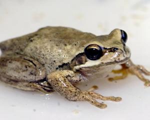 Ensure your garden includes plenty of food sources for birds, insects, reptiles and amphibians...