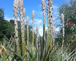 Puya chilensis in flower at Dunedin Botanic Garden. PHOTOS: SUPPLIED