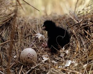 The first chicks of the season have begun hatching in the Greenstone Valley. PHOTOS: DOC