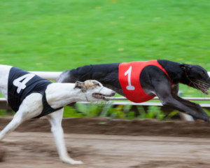The greyhound, not pictured here, had very low levels of meth in its system. Photo: NZME