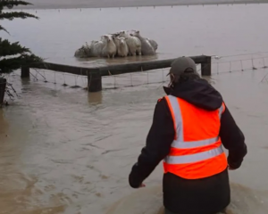 A farm worker wades in to rescue stranded sheep after huge downpours at Teddington, Banks...