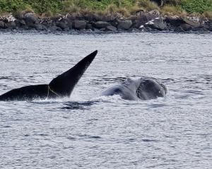 A southern right whale became entangled in a craypot and was last seen on Saturday afternoon....