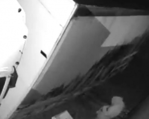 The thief allegedly drilled a hole into a large vegetable truck's fuel tank at Wilson's Vege farm...