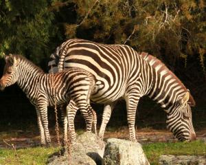 The female zebra foal was born two weeks ago. Photo: Orana Wildlife Park