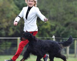 Anne Sissons, of Christchurch, shows Mirren, a Gordon setter, at the Dogs New Zealand and...