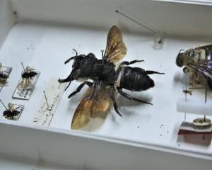 The world’s largest bee, Megachile pluto, collected by Alfred Russel Wallace in 1859. PHOTO:...