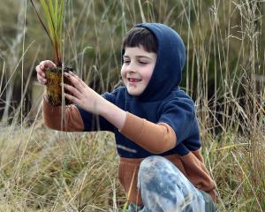 Eddie Roxburgh gets ready to plant a flax at Karitane yesterday. PHOTOS: PETER MCINTOSH