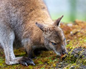 A Bennetts Wallaby pictured on the outskirts of Dunedin. PHOTO: SUPPLIED