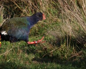 Takahē get out to explore their new home at the base of Farewell Spit. PHOTOS: DOC