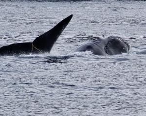 The Southern right whale was seen entangled in the craypot line on Saturday. Photo: Doc