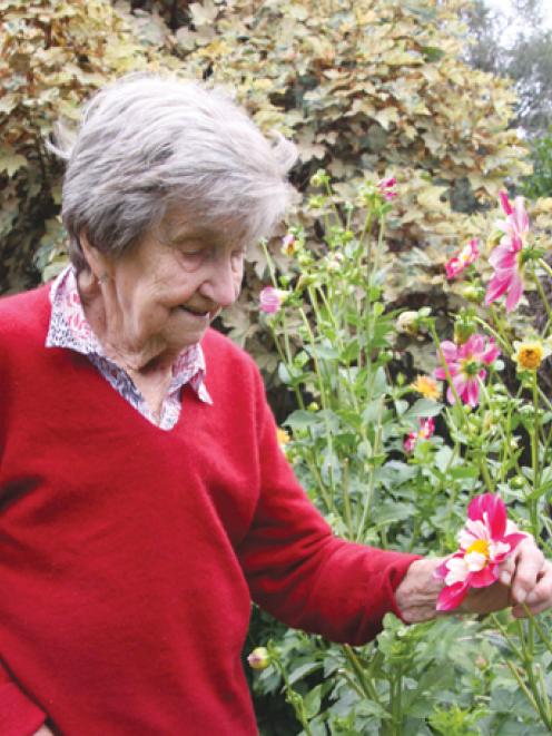 Betty Dodds of Te Anau, in her garden admiring her dahlia bloom. Betty is the original organiser...