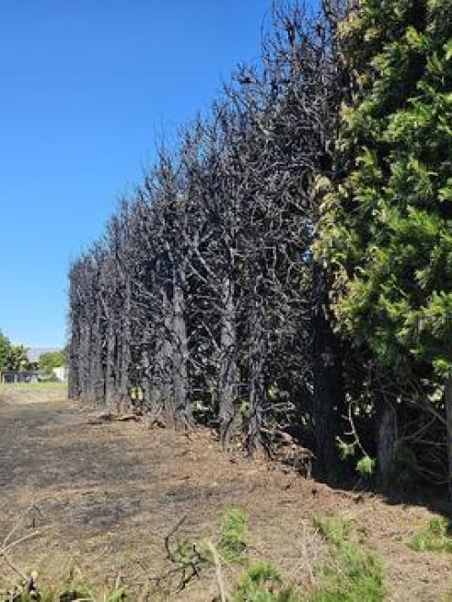 The burnt hedge and a nearby house. PHOTO: DANIEL ALVEY