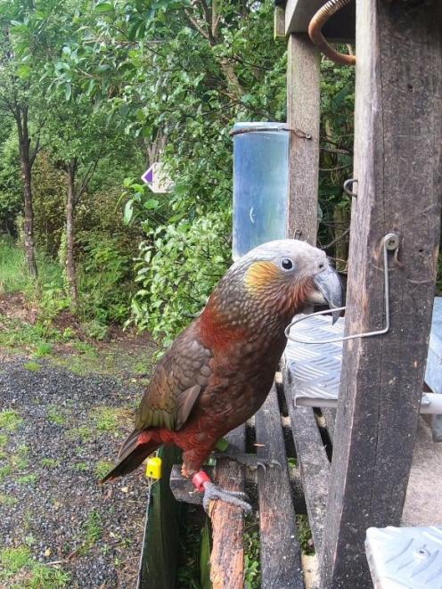 One of the newly released captive-raised kaka juveniles that are heavily reliant on the feeding...