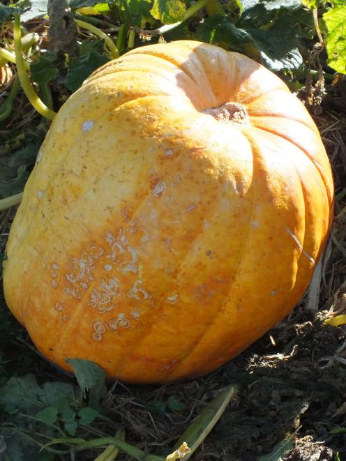 Bevan Smith says Atlantic Giant pumpkins are grown ‘‘for fun’’.