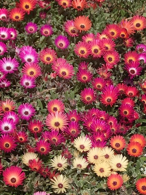 Livingstone daisies near the hospital entrance.