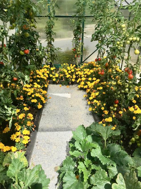 The greenhouse is packed with edibles, plus marigold to keep bugs away. PHOTOS: GILLIAN VINE