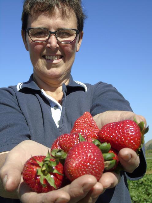 Heather Preedy, owner of Ettrick Gardens, shows off her new season strawberries Photo: Simon Henderson