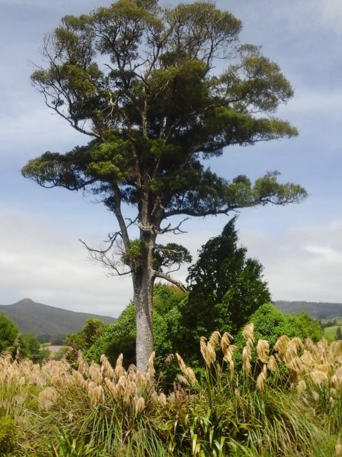 Another matai beside the Northern Motorway near Waitati. If this tree can thicken and maintain...