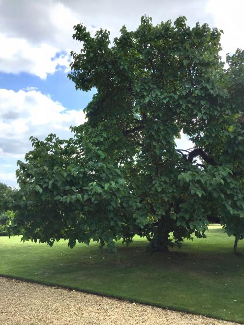 A mature black mulberry tree. Photo: Bettina Vine 