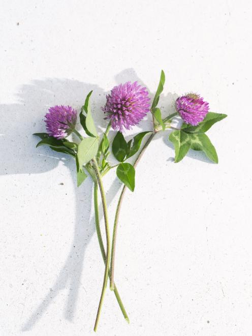 Add fresh clover to salads for a sweet, mild flavour. PHOTO: LOTTIE HEDLEY