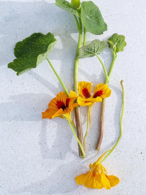 Nasturtium flowers add a peppery bite to salads. PHOTO: LOTTIE HEDLEY