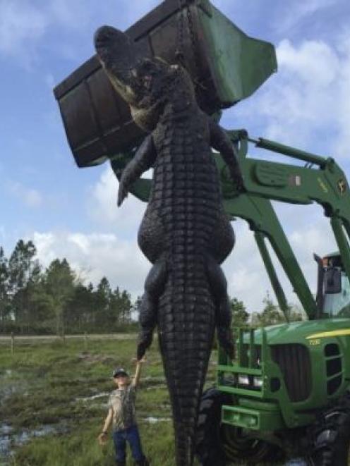 Mason Lightsey (9) stands beside the alligator which was shot on his father's farm. REUTERS/Lee Lightsey/Outwest Farms, Inc